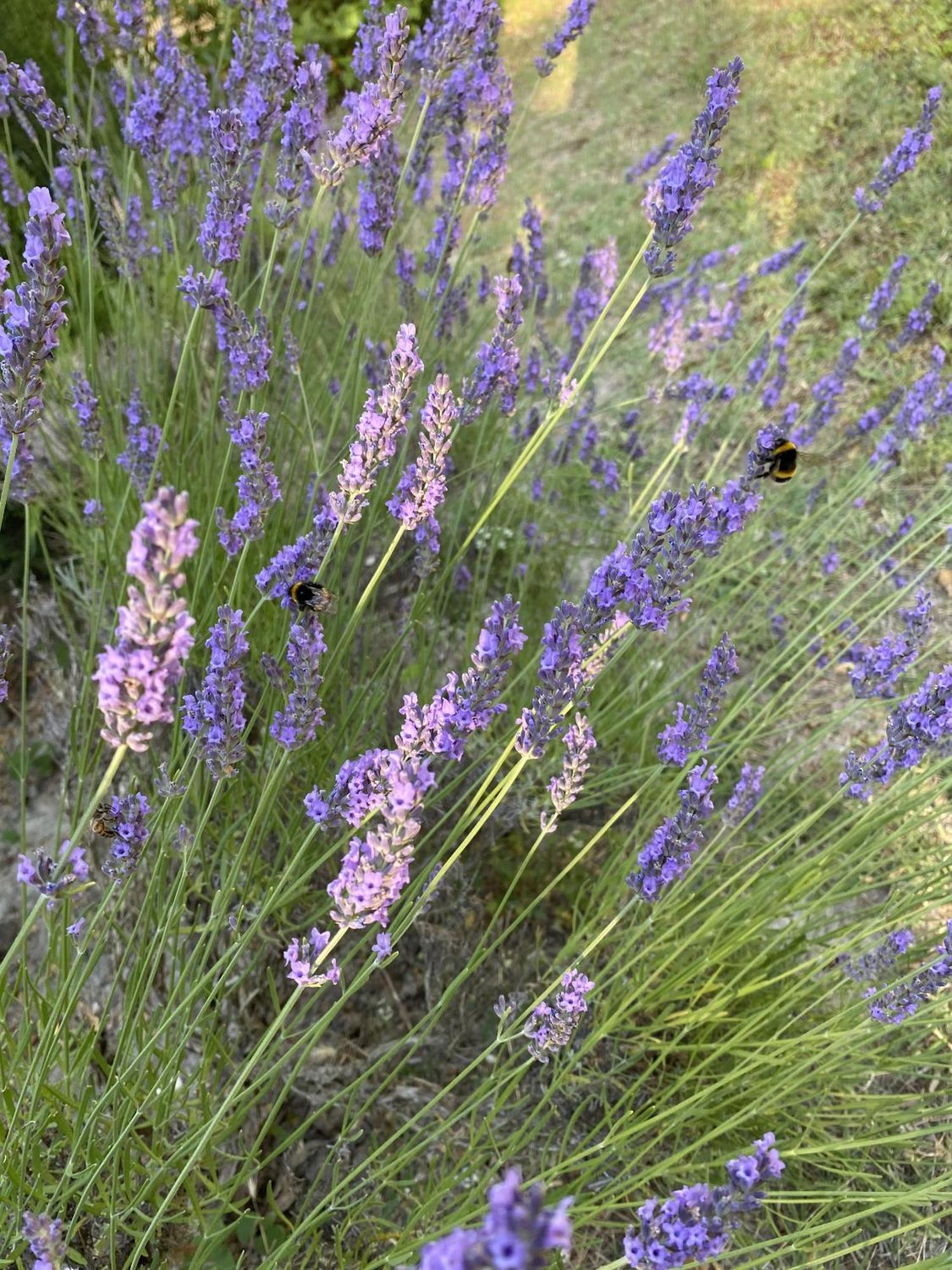Mas La Pauline Gites De Charme & Roulotte Сен-Реми-де-Прованс Экстерьер фото